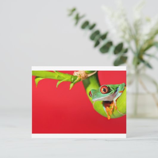 アカガエル ポストカード (スタンド正面)