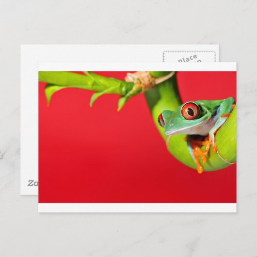 アカガエル ポストカード (正面/裏面)