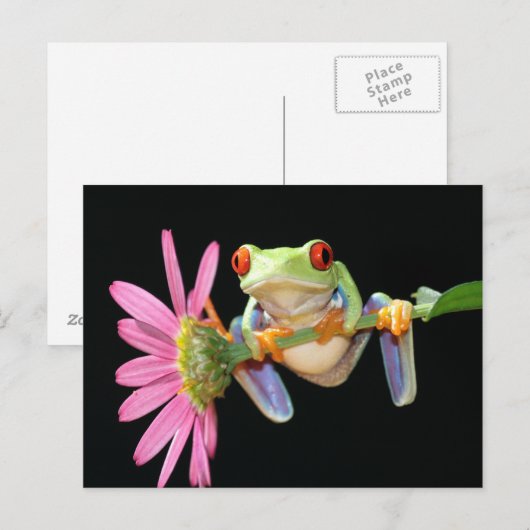アカガエル ポストカード (正面/裏面)