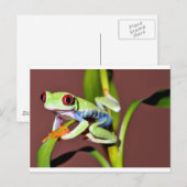 アカガエル ポストカード (正面/裏面)