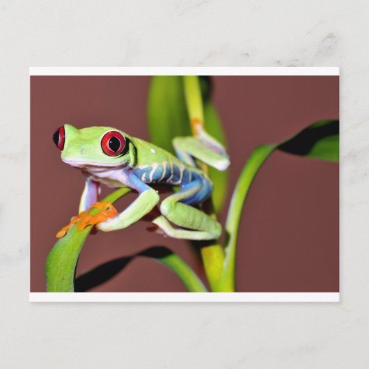 アカガエル ポストカード (正面)