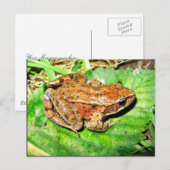 アカガエル ポストカード (正面/裏面)