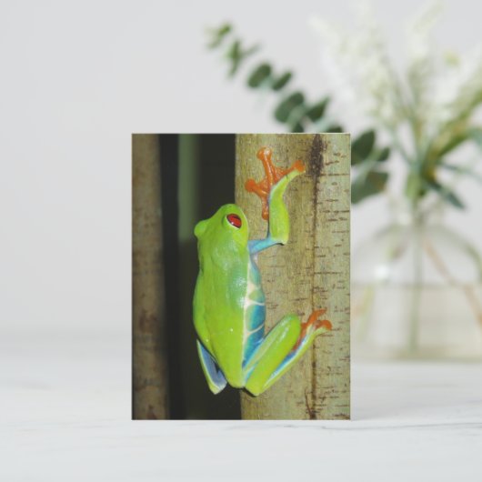 アカガエル ポストカード (スタンド正面)