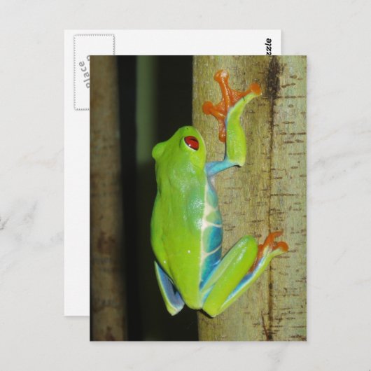 アカガエル ポストカード (正面/裏面)