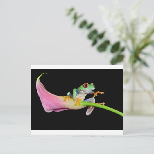 アカガエル ポストカード (スタンド正面)