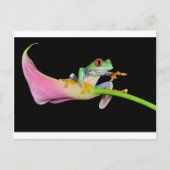 アカガエル ポストカード (正面)