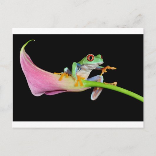 アカガエル ポストカード (正面)