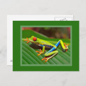 アカガエル ポストカード (正面/裏面)