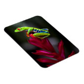 アカガエル マグネット (右側)