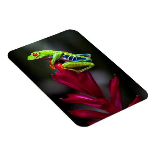 アカガエル マグネット (右側)