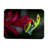 アカガエル マグネット (横)