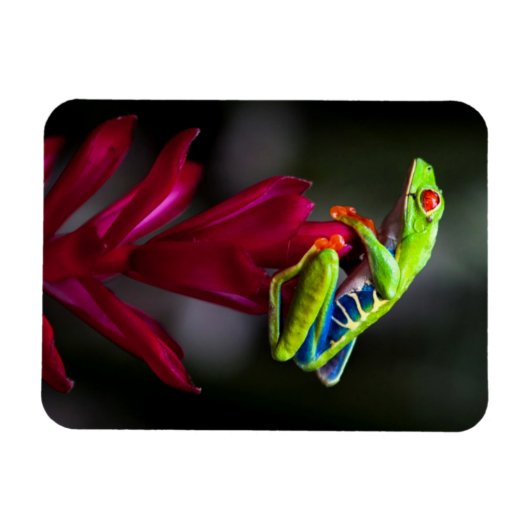 アカガエル マグネット (横)