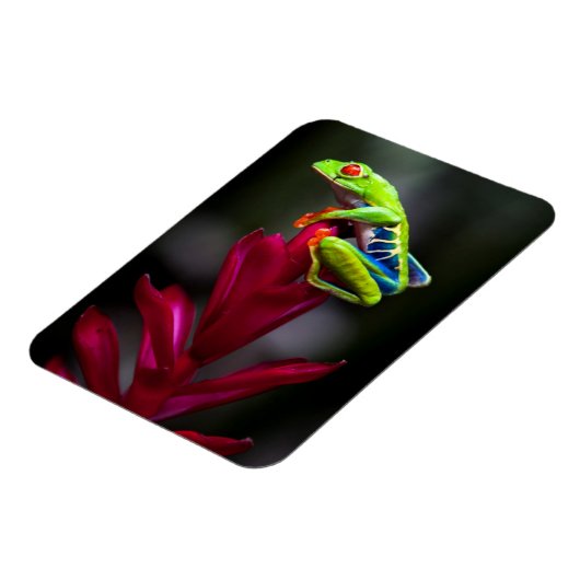 アカガエル マグネット (左側)