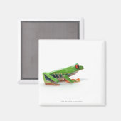 アカガエル マグネット (正面/裏面)