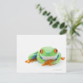 アカガエル(Agalychnis Calidras) 2 ポストカード (スタンド正面)