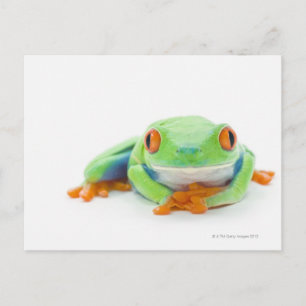 アカガエル(Agalychnis Calidras) 2 ポストカード