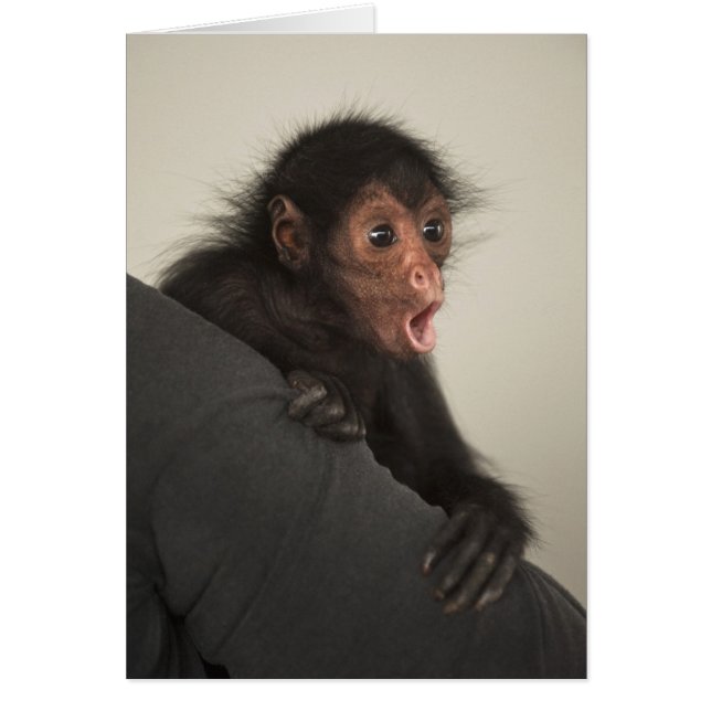 アカガオクモザル (Ateles paniscus) (正面)