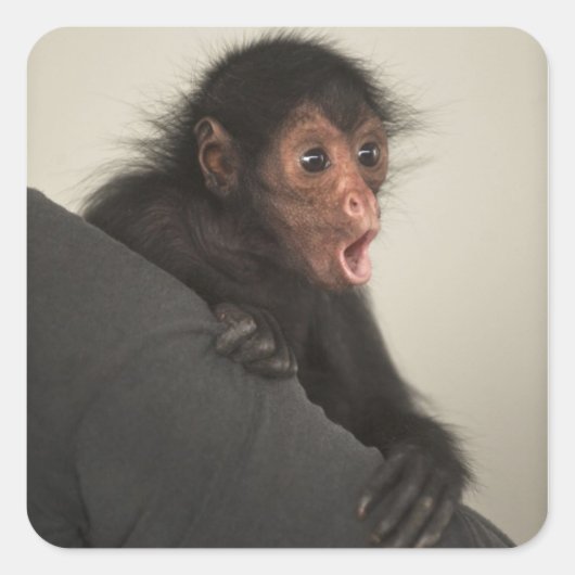 アカガオクモザル (Ateles paniscus) スクエアシール (正面)