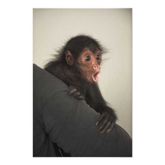アカガオクモザル (Ateles paniscus) フォトプリント (正面)