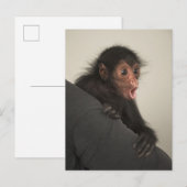 アカガオクモザル (Ateles paniscus) ポストカード (正面/裏面)