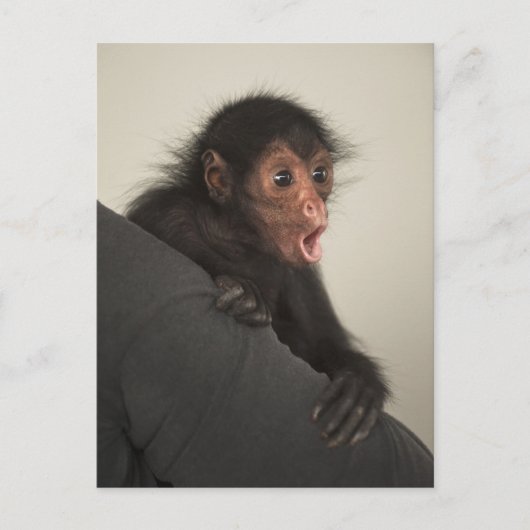 アカガオクモザル (Ateles paniscus) ポストカード (正面)