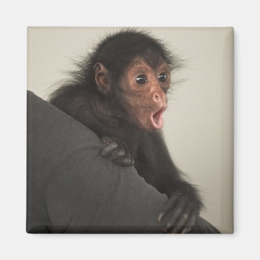 アカガオクモザル (Ateles paniscus) マグネット (正面)