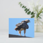 アカガオ ポストカード (スタンド正面)