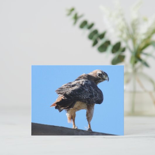 アカガオ ポストカード (スタンド正面)