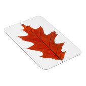 アカガシの紅葉 マグネット (右側)