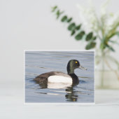 アカガシラカモ - 青嘴の雄 ポストカード (スタンド正面)