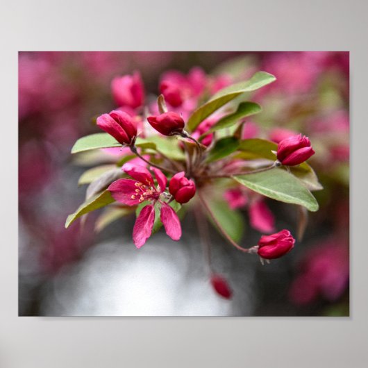 アカガニリンゴ花ポスター ポスター (正面)