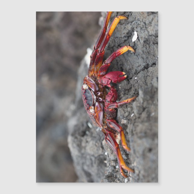 アカガニ (正面)