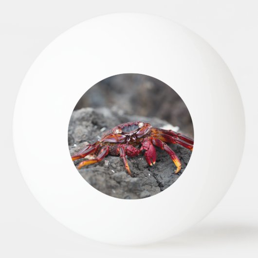 アカガニ 卓球ボール (裏面)