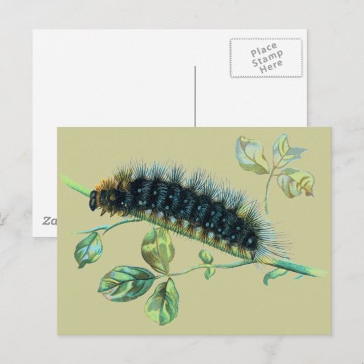 アカガネムシ ポストカード (正面/裏面)