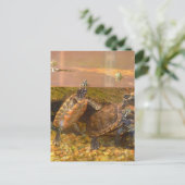 アカガメ（アラバマ） ポストカード (スタンド正面)