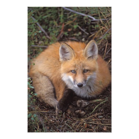 アカキツネ、オトゲワシ、紅葉 フォトプリント            (正面)