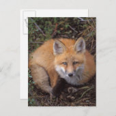 アカキツネ、オトゲワシ、紅葉 ポストカード (正面/裏面)