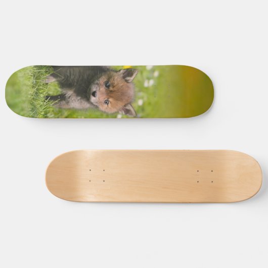 アカギツネのカブスのかわいく柔らかい野生のベビーの動物の写真- スケートボード (横)