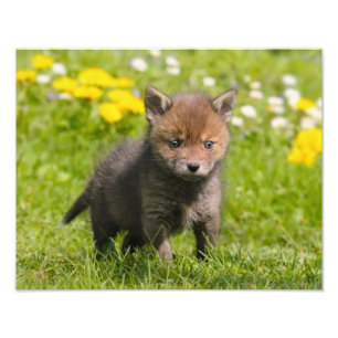 アカギツネのカブスのかわいく柔らかい野生のベビー- Paperprint フォトプリント