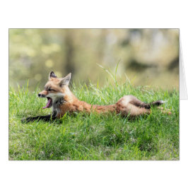 アカギツネのキット