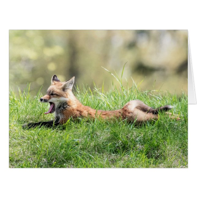 アカギツネのキット (正面横)