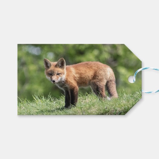 アカギツネのキット ギフトタグ (正面(横))