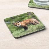 アカギツネのキット コースター (左側)