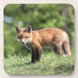 アカギツネのキット コースター