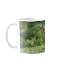 アカギツネのキット