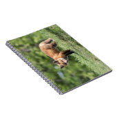 アカギツネのキット ノートブック (右側)