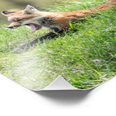 アカギツネのキット フォトプリント            (角)