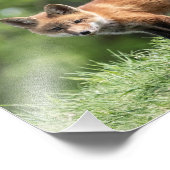 アカギツネのキット フォトプリント            (角)