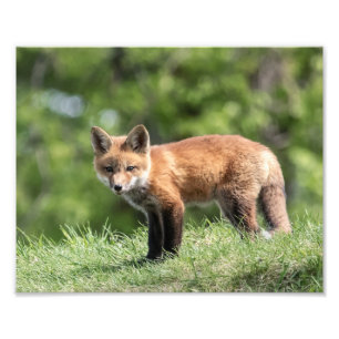 アカギツネのキット フォトプリント