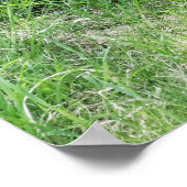 アカギツネのキット ポスター (角)